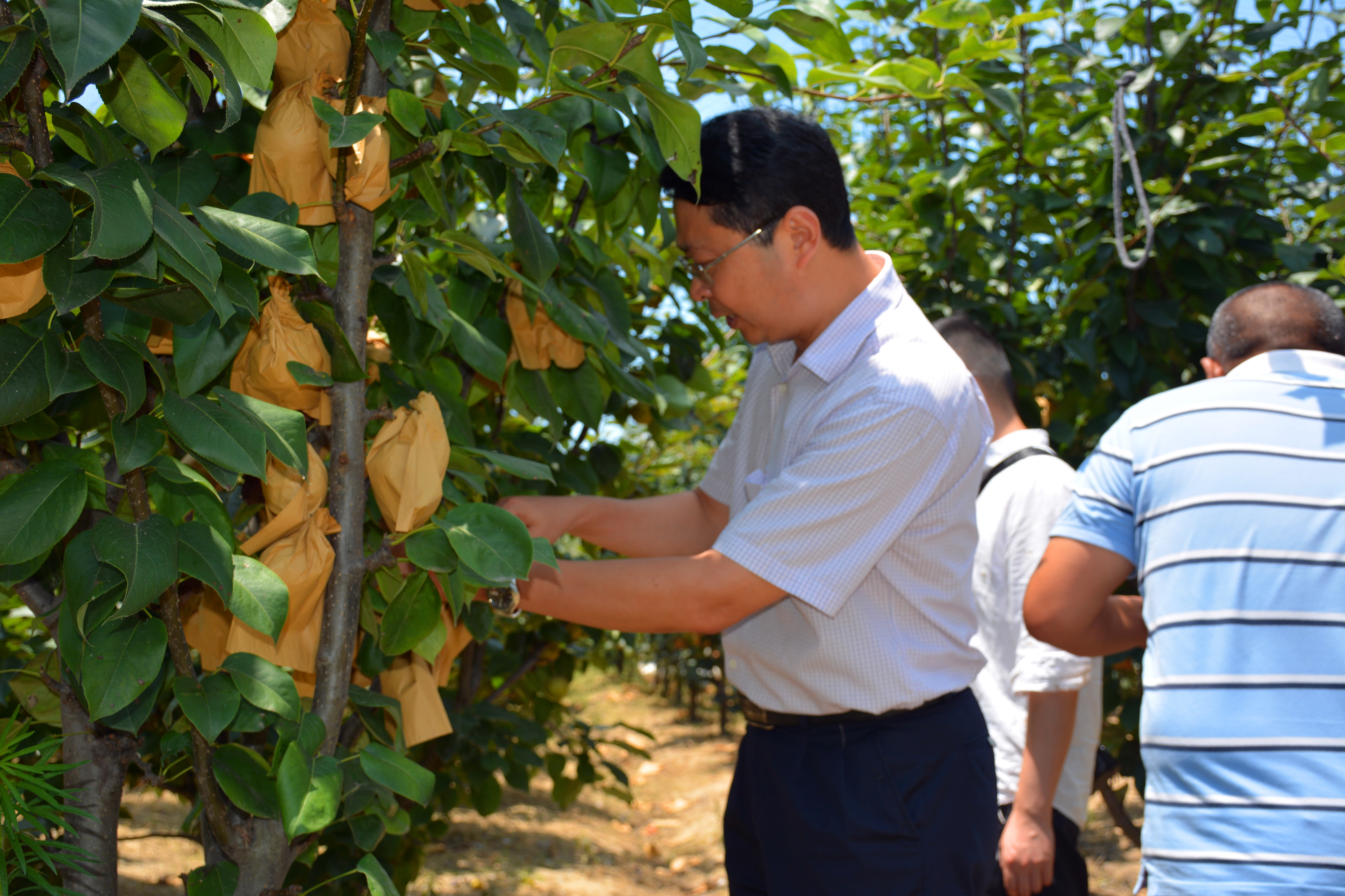 潘庄农场虚拟镇领导团队及领导策略概览